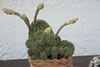 I dintorni della Masseria il Frantoio: cactus